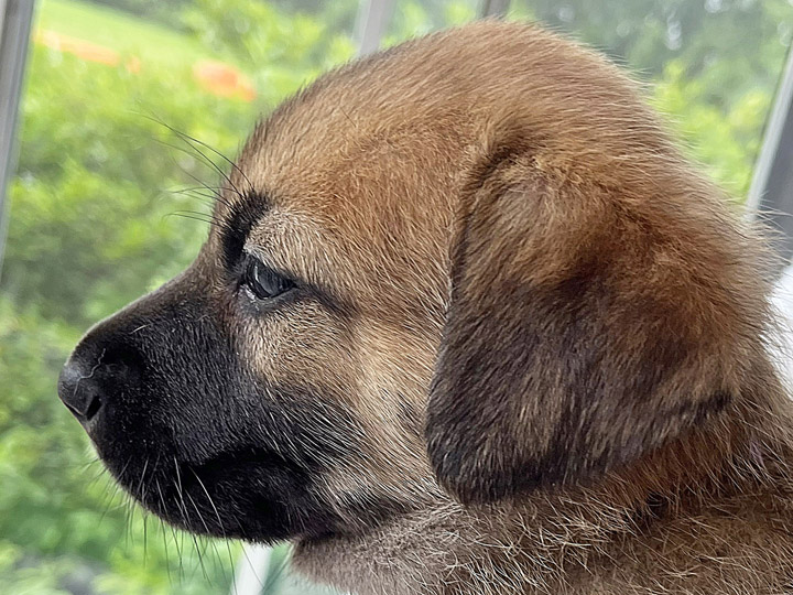 chinook puppy
